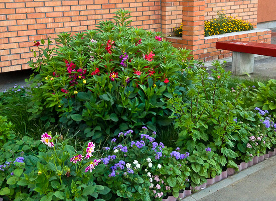 Клумба у дома на бульваре Архитекторов, 8, корпус 1