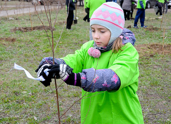 Озеленение сквера ветеранов