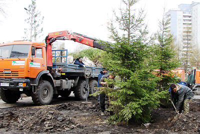 Высадка деревьев на бульваре по улице Лукашевича