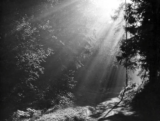 Борис Чигишев (1926&ndash;2010). Утро в лесу. 1981