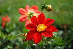 Проводится системное озеленение Омска 