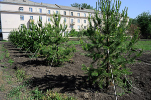 Город получил зеленый подарок
