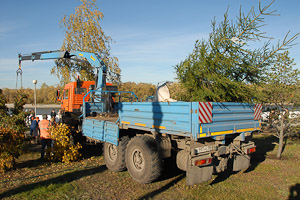 Проведено массовое озеленение