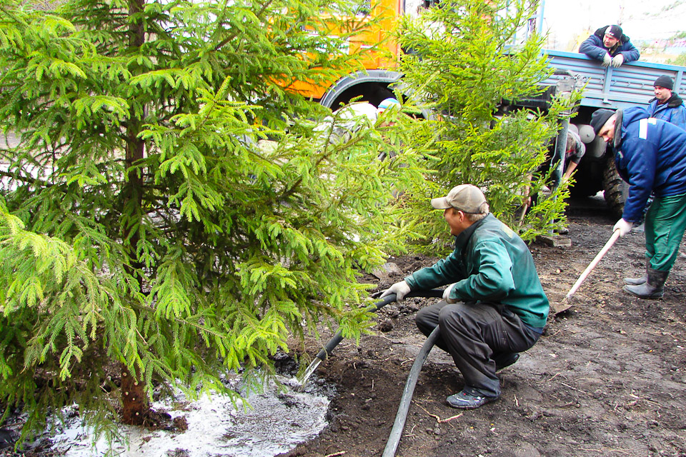 Высадка крупномеров